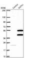 GATA Binding Protein 1 antibody, NBP1-84793, Novus Biologicals, Western Blot image 