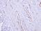 Cysteine Rich Protein 2 antibody, PA5-30997, Invitrogen Antibodies, Immunohistochemistry frozen image 
