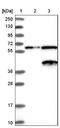 Neuroguidin antibody, NBP1-88408, Novus Biologicals, Western Blot image 
