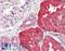 Aminoacylase 1 antibody, LS-B8923, Lifespan Biosciences, Immunohistochemistry paraffin image 