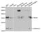 Triggering Receptor Expressed On Myeloid Cells 1 antibody, LS-C330904, Lifespan Biosciences, Western Blot image 