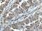 Glucose-6-Phosphate Isomerase antibody, 15171-1-AP, Proteintech Group, Immunohistochemistry frozen image 