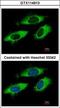 Ribosomal Protein L6 antibody, GTX114913, GeneTex, Immunofluorescence image 