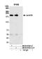 Lysine Demethylase 5B antibody, NB100-97821, Novus Biologicals, Western Blot image 