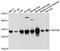 SRP Receptor Subunit Beta antibody, abx126649, Abbexa, Western Blot image 