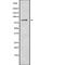 Ubiquitin Specific Peptidase 10 antibody, abx219268, Abbexa, Western Blot image 