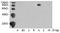 Protein Kinase C Eta antibody, LS-C202977, Lifespan Biosciences, Western Blot image 