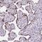 RING1 And YY1 Binding Protein antibody, NBP2-49083, Novus Biologicals, Immunohistochemistry frozen image 
