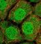 Calpain 7 antibody, NBP2-14436, Novus Biologicals, Immunofluorescence image 