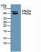 Serpin Family A Member 5 antibody, LS-C373148, Lifespan Biosciences, Western Blot image 