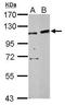 Jade Family PHD Finger 3 antibody, GTX107111, GeneTex, Western Blot image 