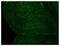 Insulin Receptor antibody, NBP2-12793, Novus Biologicals, Immunohistochemistry paraffin image 