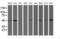 Aryl Hydrocarbon Receptor Interacting Protein Like 1 antibody, M05356-1, Boster Biological Technology, Western Blot image 