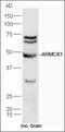 Armadillo Repeat Containing X-Linked 1 antibody, orb101663, Biorbyt, Western Blot image 