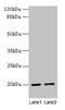 Cytochrome C Oxidase Subunit 4I1 antibody, CSB-PA00509A0Rb, Cusabio, Western Blot image 