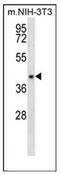 Nudix Hydrolase 9 antibody, AP52966PU-N, Origene, Western Blot image 