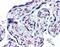 Interleukin 1 Receptor Type 1 antibody, NBP1-50304, Novus Biologicals, Immunohistochemistry frozen image 