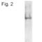 ATP Synthase F1 Subunit Beta antibody, MA1-930, Invitrogen Antibodies, Western Blot image 