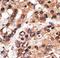 MLLT3 Super Elongation Complex Subunit antibody, LS-C100430, Lifespan Biosciences, Immunohistochemistry paraffin image 