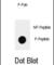 Quiescin Sulfhydryl Oxidase 1 antibody, abx032060, Abbexa, Western Blot image 