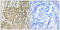Centrosomal Protein 350 antibody, LS-C119838, Lifespan Biosciences, Immunohistochemistry paraffin image 