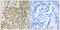 KIAA0480 antibody, LS-C119838, Lifespan Biosciences, Immunohistochemistry paraffin image 