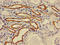 ATPase H+ Transporting V0 Subunit A1 antibody, LS-C672035, Lifespan Biosciences, Immunohistochemistry paraffin image 