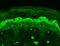 Glutamate Ionotropic Receptor NMDA Type Subunit 2B antibody, NBP1-47611, Novus Biologicals, Immunohistochemistry frozen image 