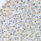 Apolipoprotein A5 antibody, LS-C335159, Lifespan Biosciences, Immunohistochemistry frozen image 