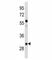 Cyclin D2 antibody, F52197-0.4ML, NSJ Bioreagents, Western Blot image 