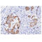 Fas Associated Via Death Domain antibody, GTX57546, GeneTex, Immunohistochemistry paraffin image 