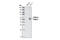 Peroxisome Proliferator Activated Receptor Gamma antibody, 2435T, Cell Signaling Technology, Western Blot image 