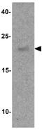 Spi-B Transcription Factor antibody, GTX17242, GeneTex, Western Blot image 