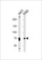Prostaglandin-Endoperoxide Synthase 1 antibody, MBS9210513, MyBioSource, Western Blot image 
