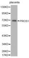 Protein S antibody, abx001343, Abbexa, Western Blot image 