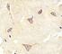 Neurotrophic Receptor Tyrosine Kinase 3 antibody, F50686-0.4ML, NSJ Bioreagents, Immunohistochemistry frozen image 