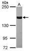 Tankyrase-1 antibody, GTX117417, GeneTex, Western Blot image 