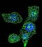 Acyl-CoA Oxidase 1 antibody, abx025204, Abbexa, Immunofluorescence image 