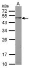 SH3 Domain Binding Protein 5 antibody, LS-C155326, Lifespan Biosciences, Western Blot image 