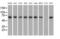 Glucose-6-Phosphate Isomerase antibody, MA5-25097, Invitrogen Antibodies, Western Blot image 