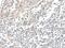 Vestigial Like Family Member 2 antibody, PA5-67605, Invitrogen Antibodies, Immunohistochemistry frozen image 