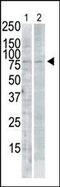 SNK antibody, 62-762, ProSci, Western Blot image 