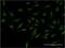 MYC Binding Protein antibody, H00026292-M02, Novus Biologicals, Immunofluorescence image 