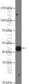 Mitochondrial Transcription Termination Factor 2 antibody, 26676-1-AP, Proteintech Group, Western Blot image 