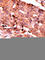 Caspase 6 antibody, abx031836, Abbexa, Western Blot image 