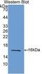 Galectin 9 antibody, LS-C302192, Lifespan Biosciences, Western Blot image 