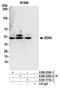 SDS3 Homolog, SIN3A Corepressor Complex Component antibody, A300-235A, Bethyl Labs, Immunoprecipitation image 