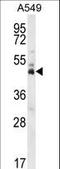 Double homeobox protein 4 antibody, LS-B14532, Lifespan Biosciences, Western Blot image 