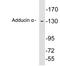 SRBP1 antibody, LS-C199762, Lifespan Biosciences, Western Blot image 