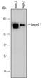 Jagged Canonical Notch Ligand 1 antibody, PA5-46970, Invitrogen Antibodies, Western Blot image 